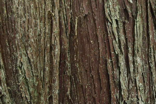 western red cedar bark
