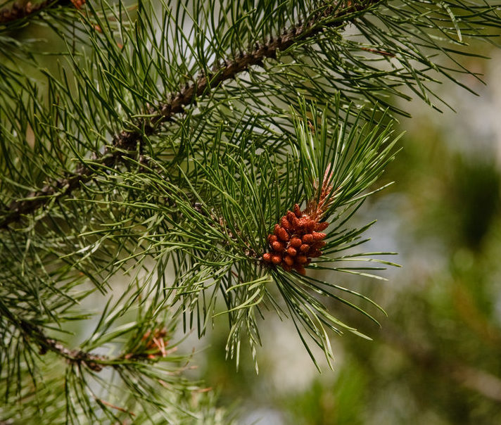 Pine Leaves - Tree Guide UK - Tree ID by pine needles