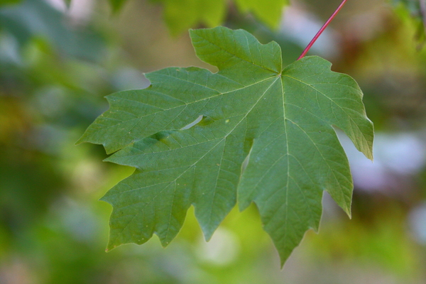 Close-Up of Red Maple Leaf on Forest Floor Amongst Brown